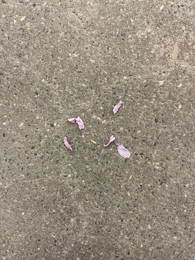 Kirschblueten_Sammlung_Philara_Elisabeth_Heil_Bit_by_Bit