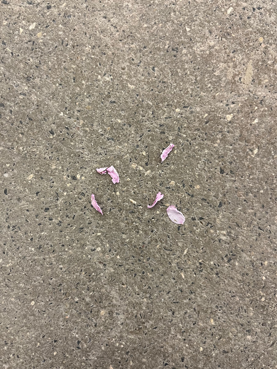 Kirschblueten_Sammlung_Philara_Elisabeth_Heil_Bit_by_Bit